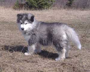 Hudsons Malamutes - Kulmalla