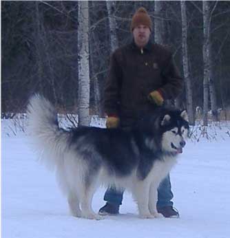 Hudsons Malamutes - Kulmalla