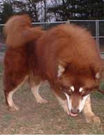 Hudsons Malamutes - Kuma