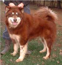Hudsons Malamutes - Kuma