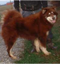 Hudsons Malamutes - Kuma