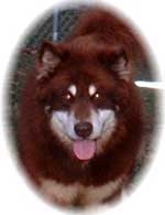 Hudsons Malamutes - Kuma