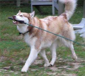 Hudsons Malamutes - Lakota