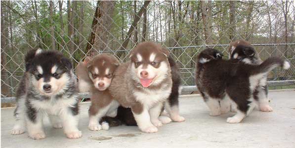 Hudsons Malamutes - Lakota