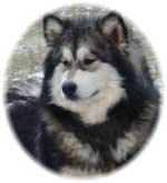 Hudsons Malamutes - Laska