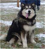 Hudsons Malamutes - Laska