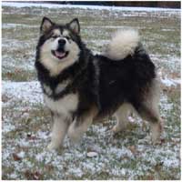 Hudsons Malamutes - Laska