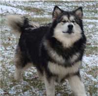 Hudsons Malamutes - Laska