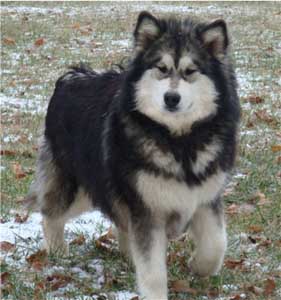 Hudsons Malamutes - Laska