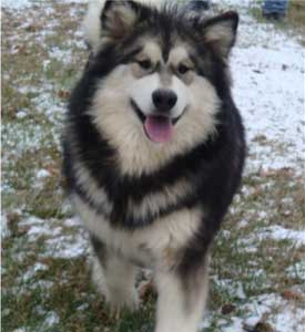 Hudsons Malamutes - Laska