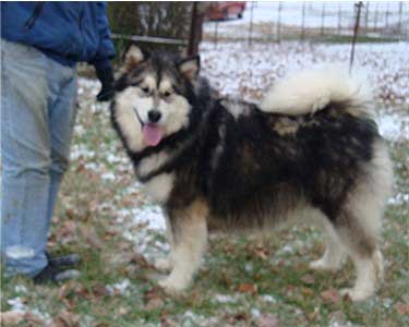 Hudsons Malamutes - Laska