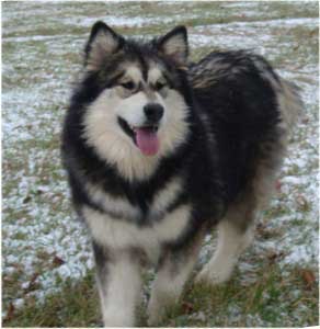 Hudsons Malamutes - Laska