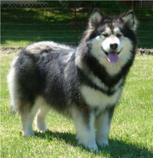 Hudsons Malamutes - Laska