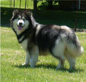 Hudsons Malamutes - Laska