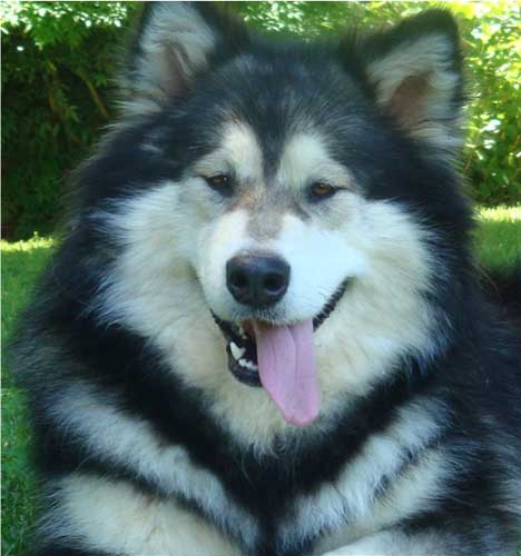 Hudsons Malamutes - Laska