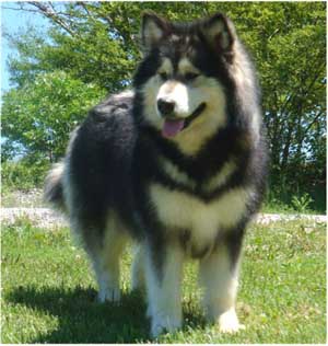 Hudsons Malamutes - Laska