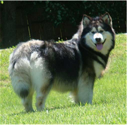 Hudsons Malamutes - Laska