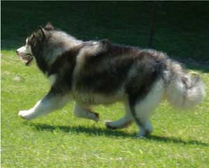 Hudsons Malamutes - Laska