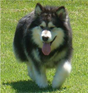 Hudsons Malamutes - Laska