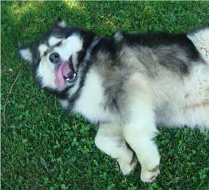 Hudsons Malamutes - Laska