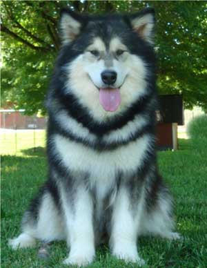 Hudsons Malamutes - Laska