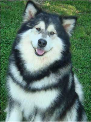 Hudsons Malamutes - Laska