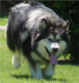 Hudsons Malamutes - Laska