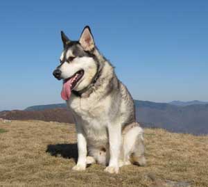 Hudsons Malamutes - Lex