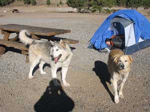 Hudsons Malamutes - Logan