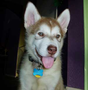 Hudons Malamutes -  Loki