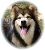 Hudsons Malamutes - Mae
