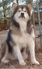 Hudsons Malamutes - Mae