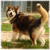 Hudsons Malamutes - Mae