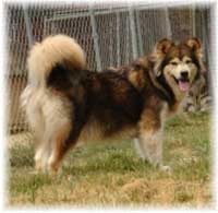 Hudsons Malamutes - Mae
