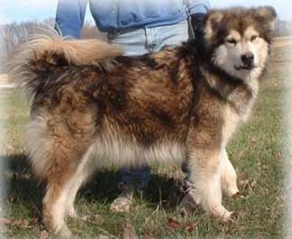 Hudsons Malamutes - Mae