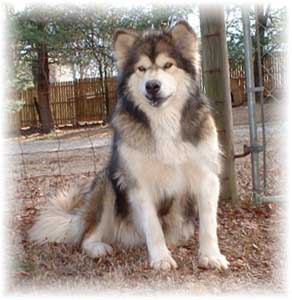 Hudsons Malamutes - Mae