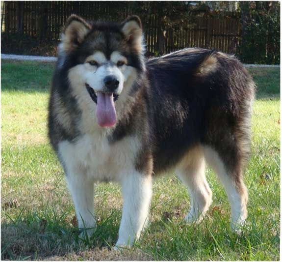 Hudsons Malamutes - Mae