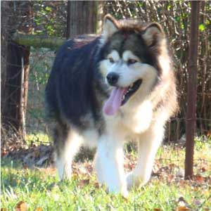 Hudsons Malamutes - Mae