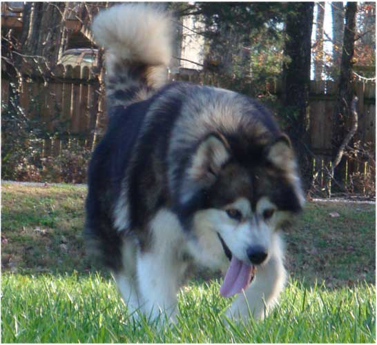 Hudsons Malamutes - Mae