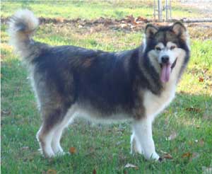 Hudsons Malamutes - Mae