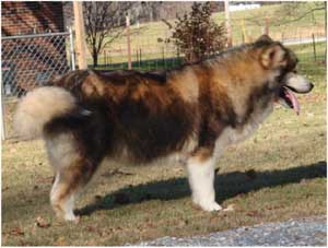 Hudsons Malamutes - Mae