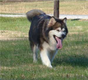 Hudsons Malamutes - Mae