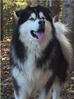 Hudsons Malamutes - Malachi