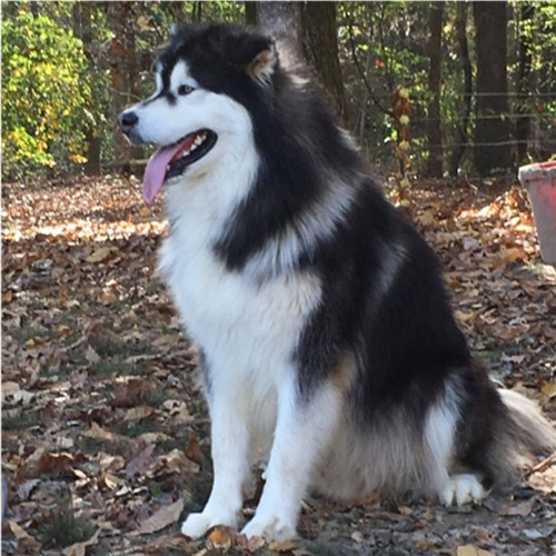 Hudsons Malamutes - Malachi