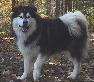 Hudsons Malamutes - Malachi