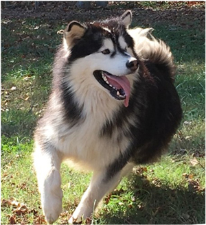 Hudsons Malamutes - Malachi