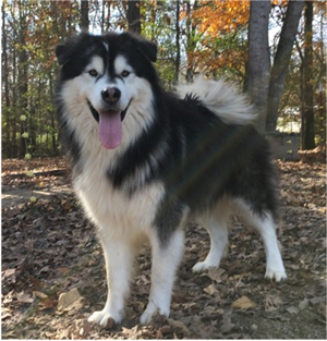 Hudsons Malamutes - Malachi