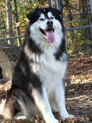 Hudsons Malamutes - Malachi