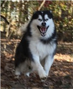 Hudsons Malamutes - Malachi