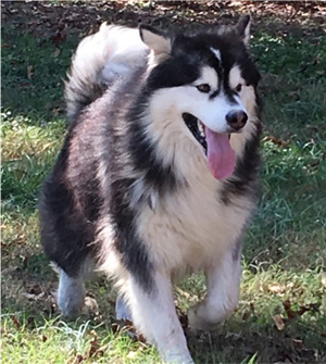 Hudsons Malamutes - Malachi